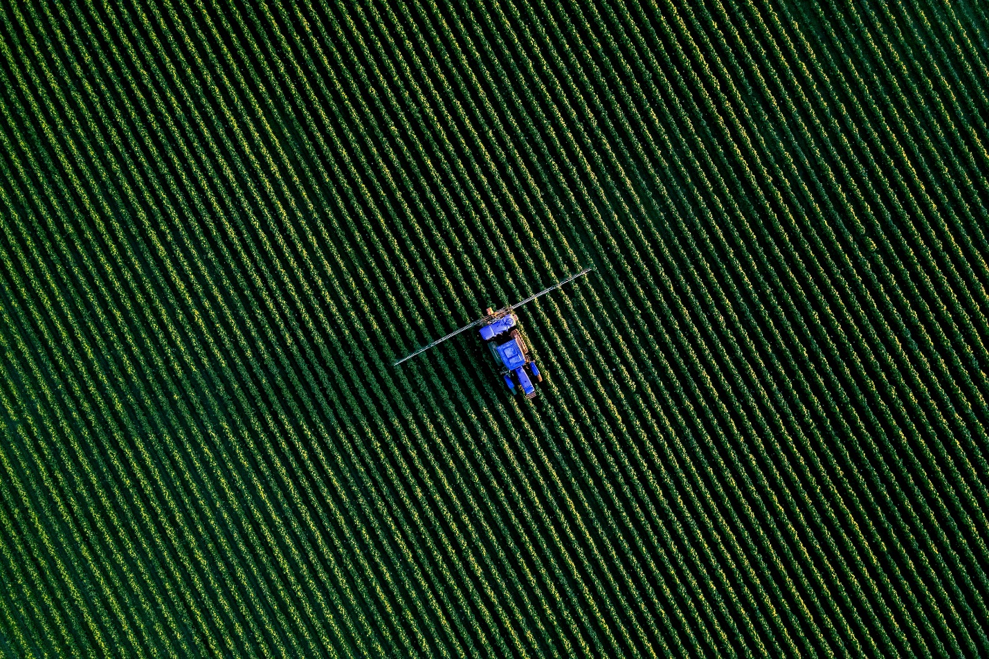 a group of people flying kites in the sky