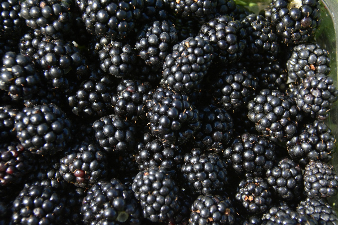 A pile of blackberries sitting on top of a table