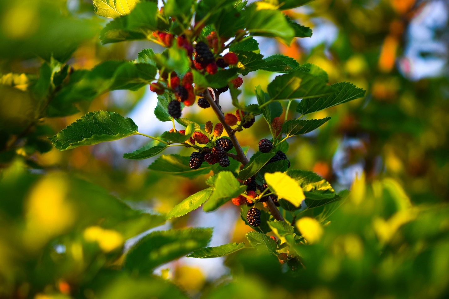 a close up of some berries