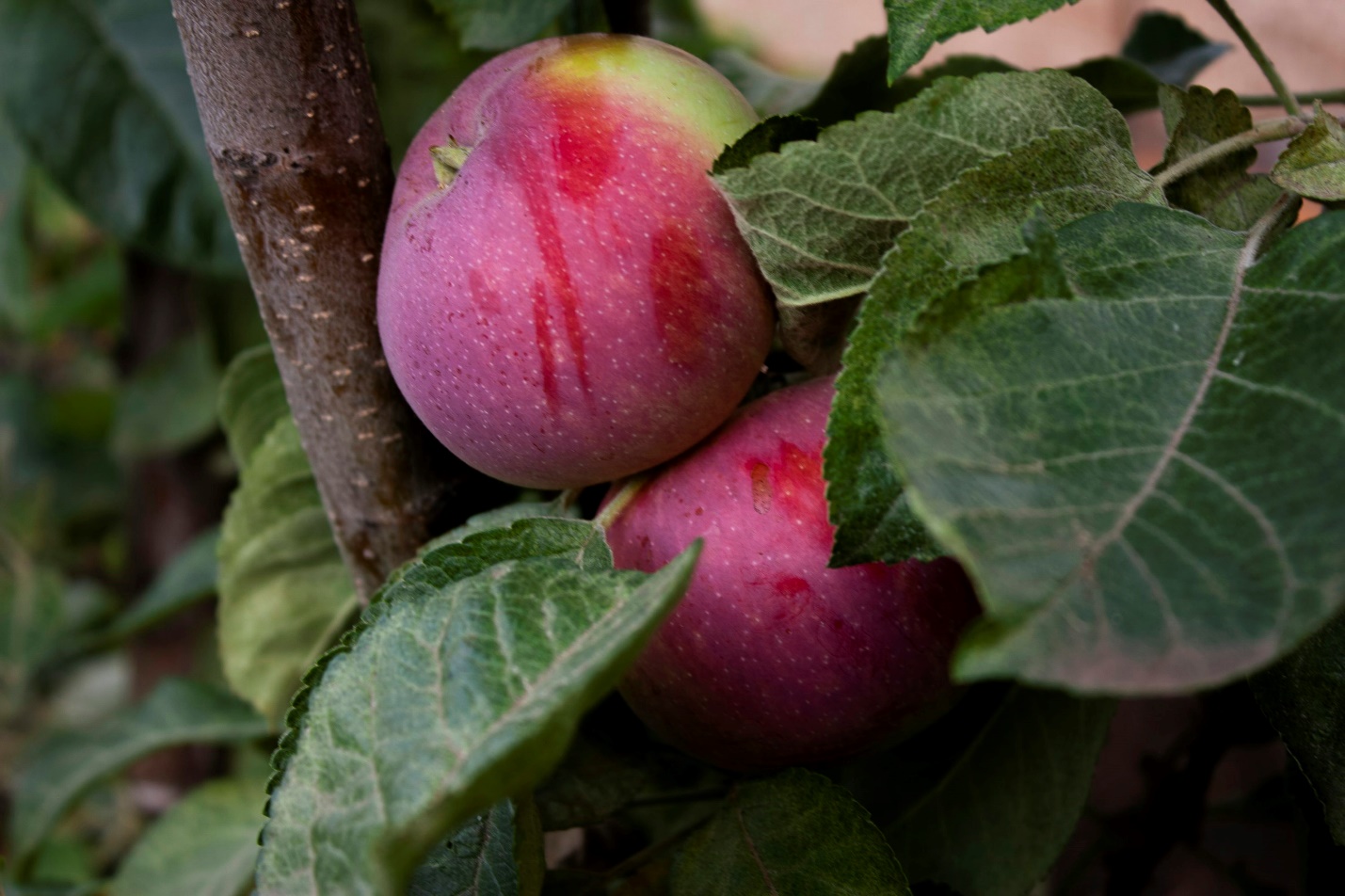 a close up of some fruit