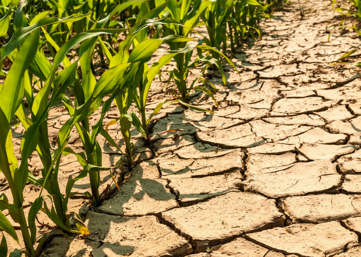 Засуха. Засуха в Казахстане. Весенняя засуха. A drought – засуха.